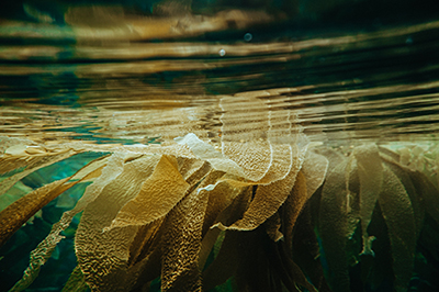 kelp floating underwater